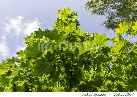 beautiful maple tree foliage with green foliage beautiful maple tree foliage with green foliage 108193867