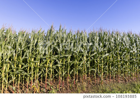 green corn field in summer, fields with corn 108193885