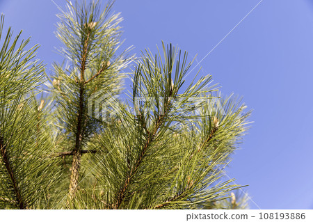 long pine needles in the spring season, close-up of pine 108193886