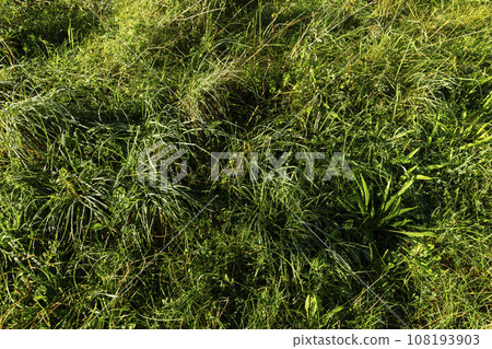 grass covered with dew drops in the morning dawn 108193903