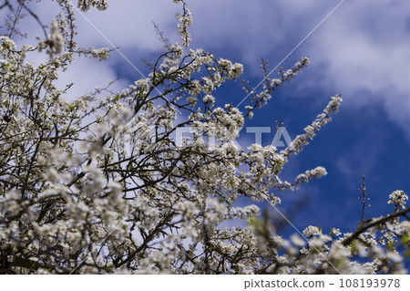 cherry blossoms in the orchard in spring 108193978