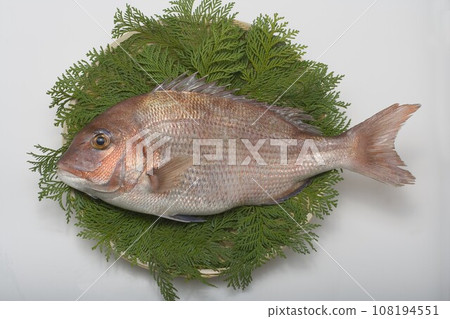紅鯛魚。 108194551