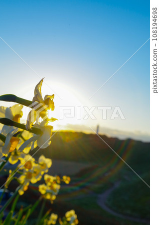 The morning sun opening from daffodils 108194698