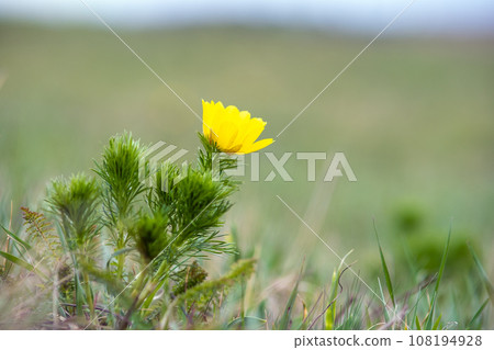 Close up of small yellow wild flower blooming in green spring field. Close up of small yellow wild flower blooming in green spring field. 108194928