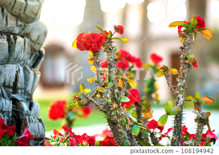 Close up of a big trunk of old palm tree growing on green grass lawn with red flowers around. 108194942