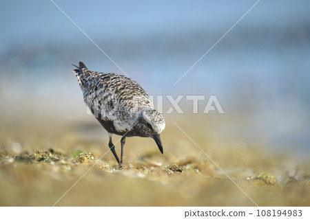 Black-Bellied Plover wild sea birdlooking for food on seaside in summer 108194983