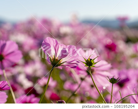 Close-up of bright autumn cherry blossoms blooming at the Fujiwara Palace ruins 108195204
