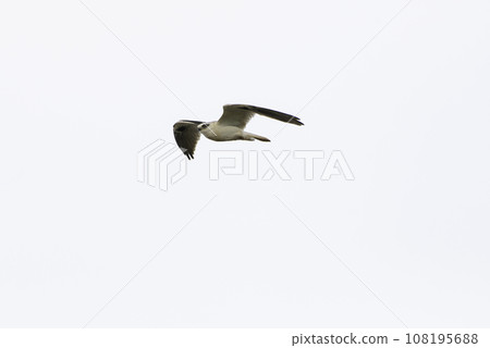 Australian black kite hovering 108195688