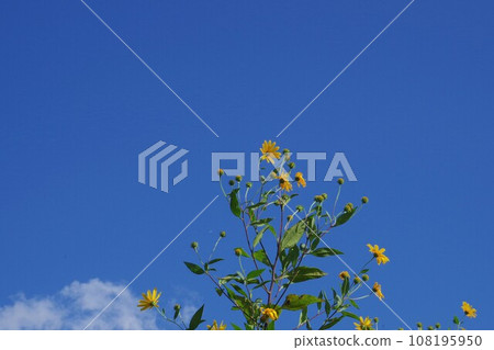 Jerusalem artichoke flowers and blue sky Jerusalem artichoke flowers and blue sky 108195950