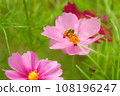 Bee honey sucking cosmos honey 108196247