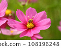 Pink cosmos and honey bees 108196248