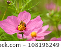 Bees perching on cosmos 108196249
