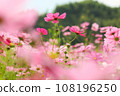 Pink cosmos in the cosmos field 108196250