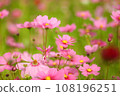 Pink cosmos blooming under the autumn sky 108196251
