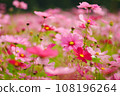 Pink cosmos basking in the autumn sunlight 108196264