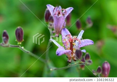 The flowers of the hototogisu are blooming The flowers of the hototogisu are blooming 108196322