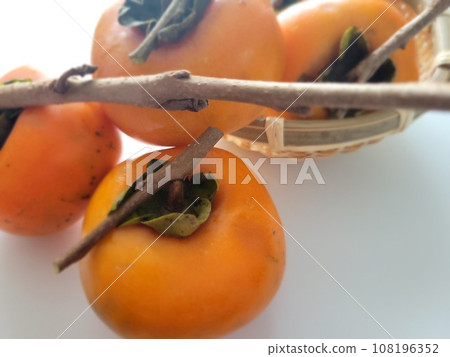 準備從花園製作柿乾 108196352