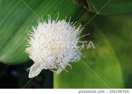 花瓣在哪裡？ Mayu Hakeomoto (眉刷 Forever Blue) 108196708