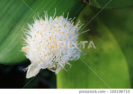 花瓣在哪裡？ Mayu Hakeomoto (眉刷 Forever Blue) 108196710