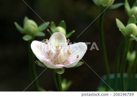 Umebachisou (umebachisou) blooming in autumn Umebachisou (umebachisou) blooming in autumn 108196789