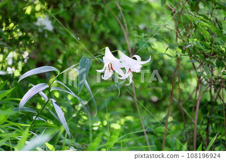 莎莎百合花 108196924