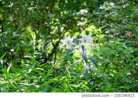 莎莎百合花 108196925