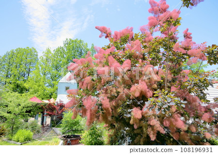 Smoke tree flowers Smoke tree flowers 108196931