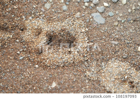 Ali's nest Ali's nest 108197093