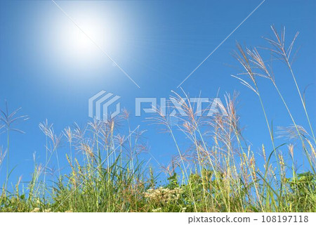 Pampas grass illuminated by the sun Pampas grass illuminated by the sun 108197118
