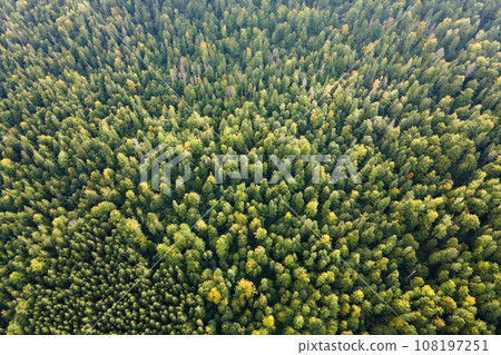 Aerial view of green pine forest with dark spruce trees. Nothern woodland scenery from above Aerial view of green pine forest with dark spruce trees. Nothern woodland scenery from above 108197251