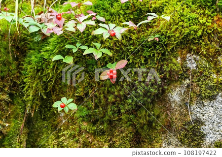 成熟的紅色Gozentachibana果實和苔蘚的協作場景 成熟的紅色Gozentachibana果實和苔蘚的協作場景 108197422