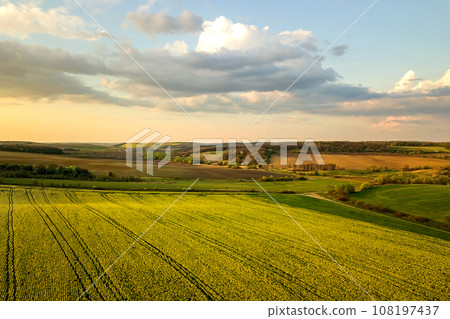 Aerial view of bright green agricultural farm field with growing rapeseed plants at sunset. Aerial view of bright green agricultural farm field with growing rapeseed plants at sunset. 108197437