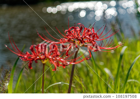 Spider lilies blooming in the sparkling sunlight by the riverside Spider lilies blooming in the sparkling sunlight by the riverside 108197508