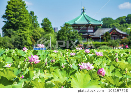 Tokyo Ueno Park Shinobazu Pond lotus flower 108197738