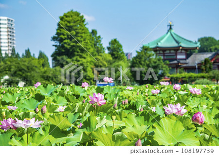 Tokyo Ueno Park Shinobazu Pond lotus flower 108197739