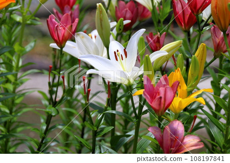 百合花 百合花 108197841