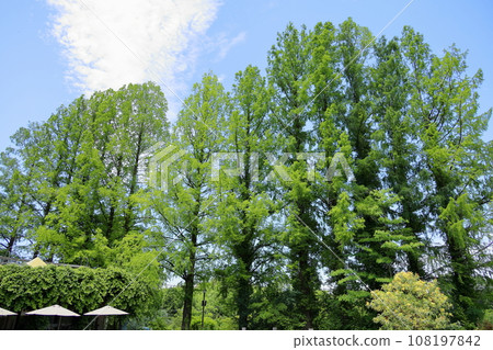Rows of fresh green metasequoia trees Rows of fresh green metasequoia trees 108197842