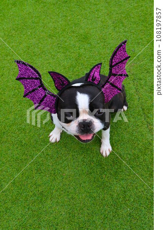 波士頓梗犬威猛穿著萬聖節服裝,在綠色的草坪上,露出可愛的笑容,很開心♡ 波士頓梗犬威猛穿著萬聖節服裝,在綠色的草坪上,露出可愛的笑容,很開心♡ 108197857