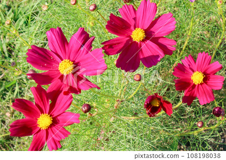 Cosmos blooming on the hill of Cosmos at Kobe general athletic park 108198038