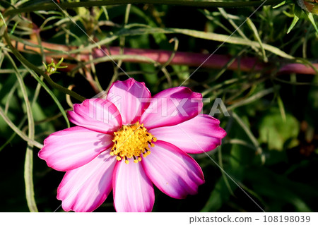 Cosmos blooming on the hill of Cosmos at Kobe general athletic park Cosmos blooming on the hill of Cosmos at Kobe general athletic park 108198039