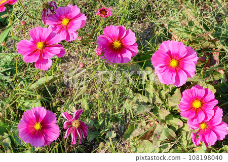 Cosmos blooming on the hill of Cosmos at Kobe general athletic park 108198040