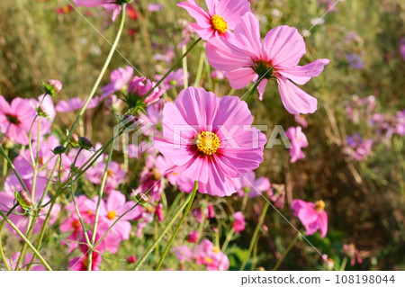 Cosmos blooming on the hill of Cosmos at Kobe general athletic park Cosmos blooming on the hill of Cosmos at Kobe general athletic park 108198044