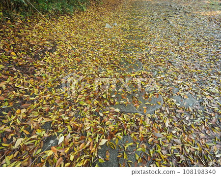 滿是落葉的小巷，有秋天的感覺 108198340