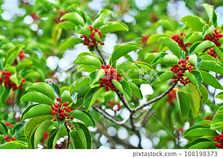 Red Kuroganemochi fruit (autumn, October) 108198373