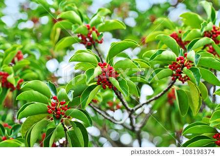 Red Kuroganemochi fruit (autumn, October) Red Kuroganemochi fruit (autumn, October) 108198374