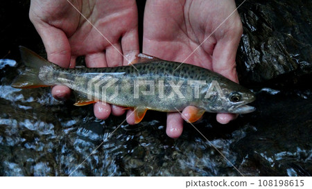 Kingfish caught by mountain stream fishing Kingfish caught by mountain stream fishing 108198615