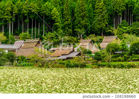 美山, 茅吹之裡, 京都府, 蕎麥麵花 108198660