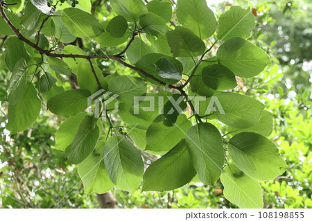 Natural plant: Bumblebee tree, a warm-season deciduous tree. It is characterized by large round leaves, and the young leaves and fruits are edible. 108198855