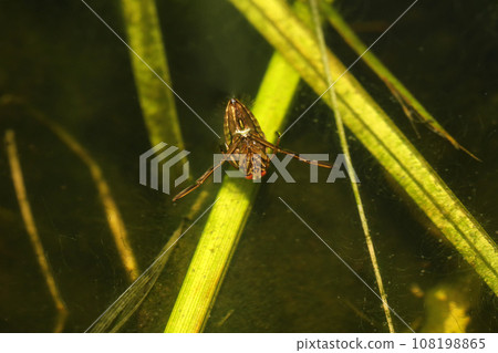 Pine fruit 108198865