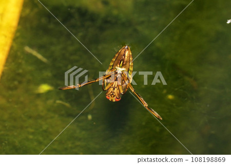 Pine fruit Pine fruit 108198869